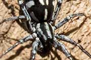 Swift Spider (Nyssus coloripes) (Nyssus coloripes)